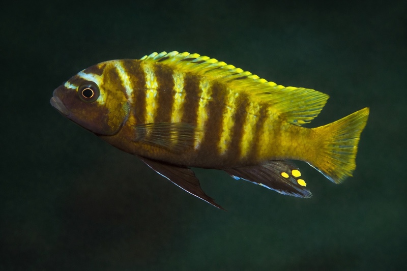 Maylandia sp. 'zebra gold' Mbowe Island